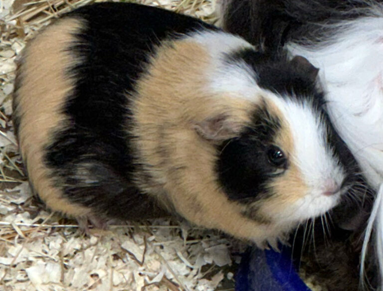 Marsvinsnätverk avslöjat i Vårberg