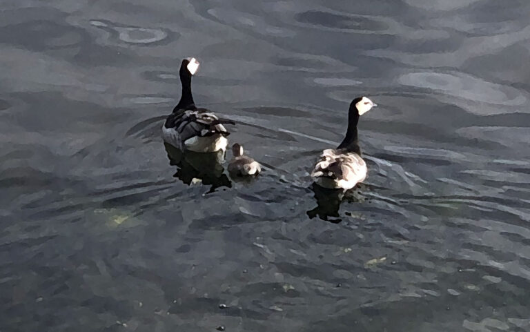 Författaren bakom “Peg, den senkomna gåsen” död 