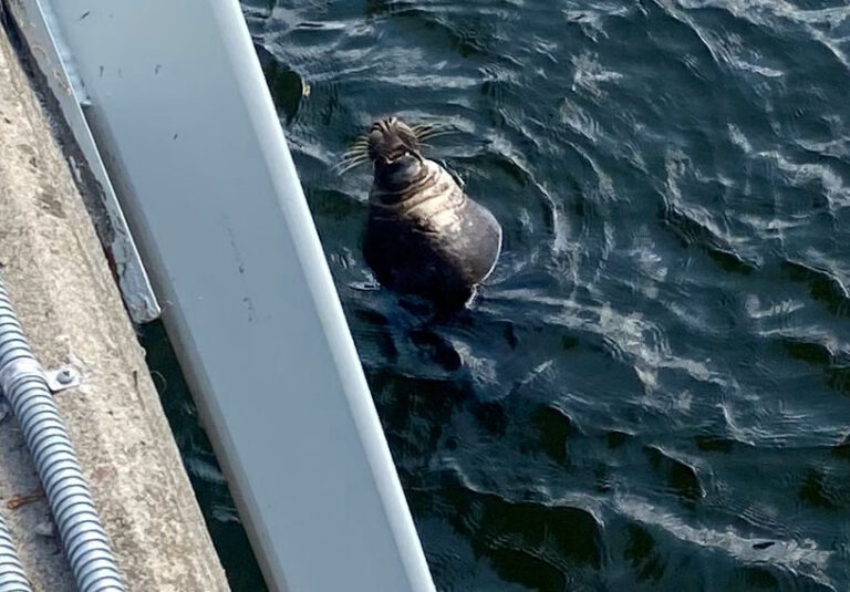Jan Guillou revolutionerar svensk säljakt