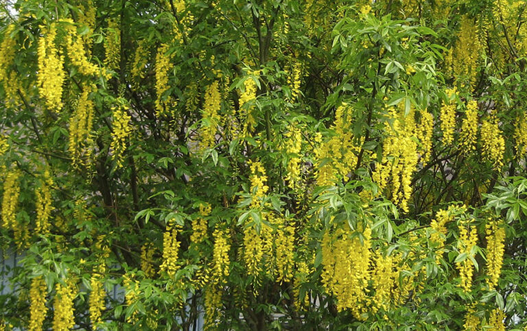 Brittas hemgjorda gullregnssnaps stor succé på KTH-forskarnas kräftskiva