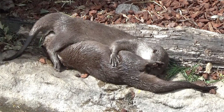 Uttrarna på Köpenhamns Zoo öppnar OnlyFans-konto