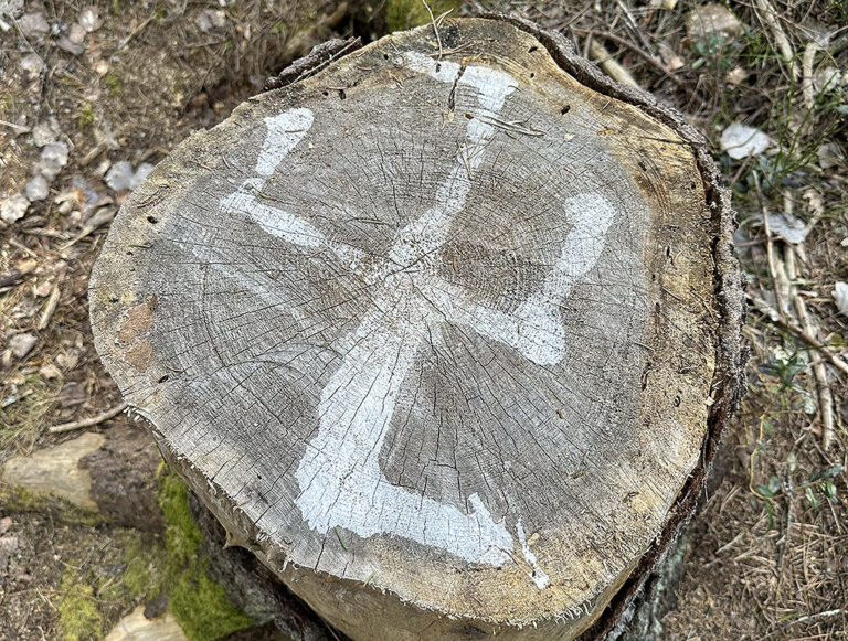 Svenske nazistledaren oroad över ungnazisterna